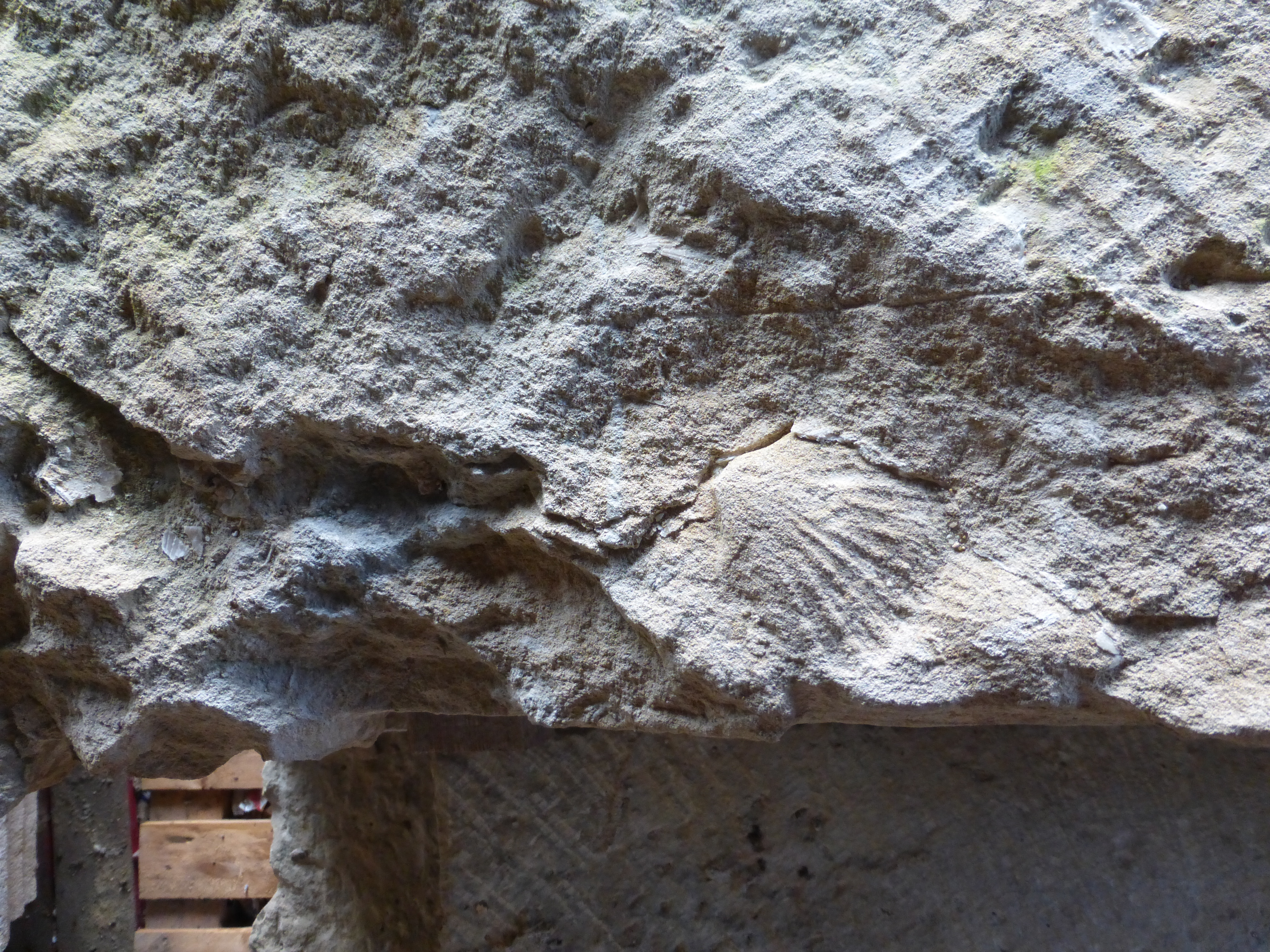 Traces de fossiles dans la pierre